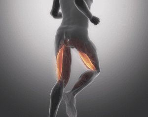 Biceps Femoris